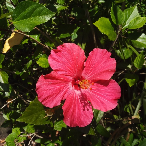 Meet your Posher, Annie - Picture 2 of 2